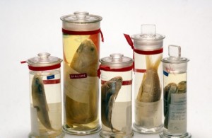 pickled fishes in specimen jars