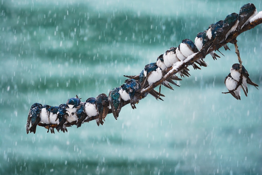 swallows on a branch in snow