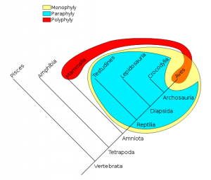 Phylogenetic groups, public domain via Wikipedia.