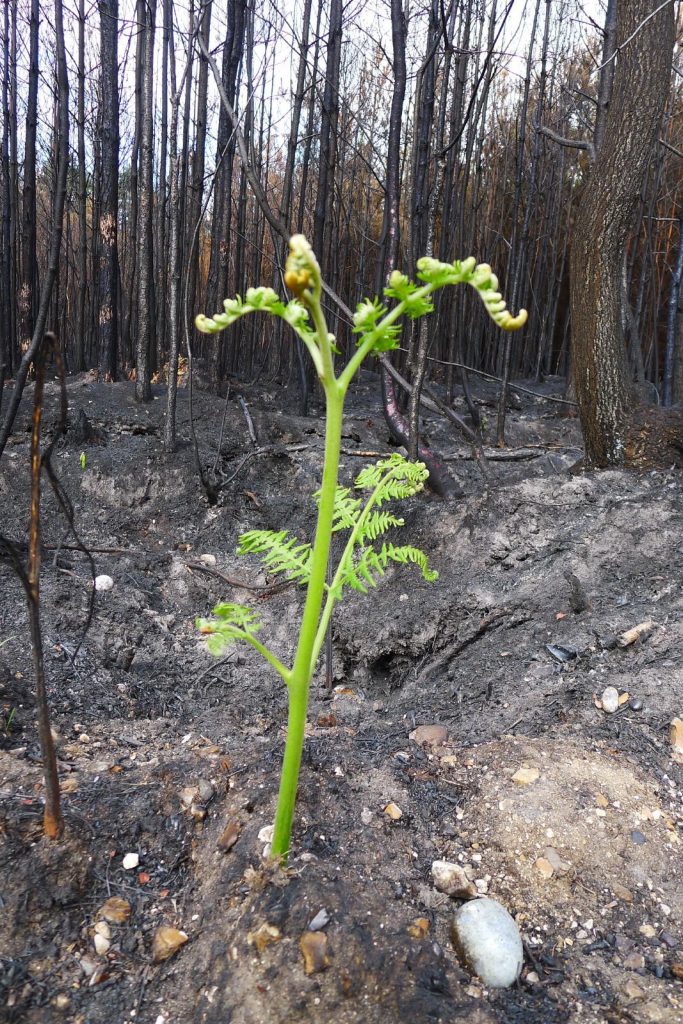 new growth after forest fire