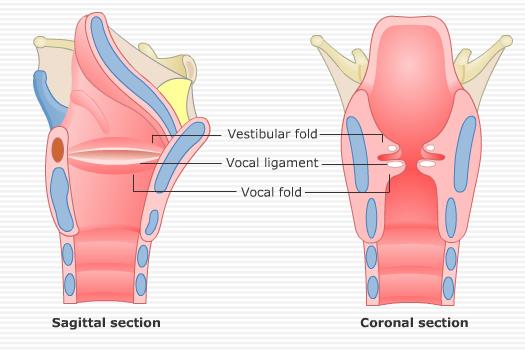 Graip subglottic. Conus elasticus laryngis. Graip subglottic. Врожденный стридор аускультация. Conus elasticus laryngis.