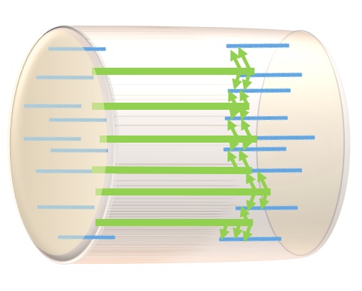 A diagram of one sarcomere, showing the actin filaments extending inward from the z-disks and the myosin filaments lying in the center of the sarcomere. The myosin filaments have cross-bridges reaching out and grabbin the actin filaments.