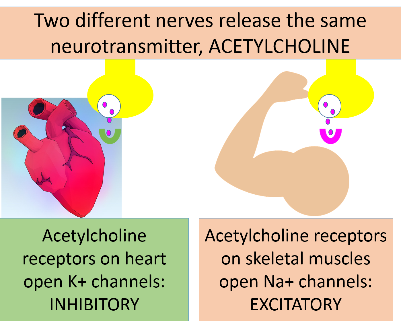 image of two synaptic boutons, both releasing acetylcholine. One is releasing it to the heart, which has green-colored receptors. The other is releasing it to a skeletal muscle, which has pink-colored receptors.