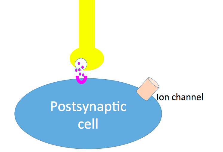 a synaptic bouton releasing neurotransmitter and a postsynaptic cell with receptors right under the bouton. The ion channel is over on the right side of the cell, far away from the receptor.
