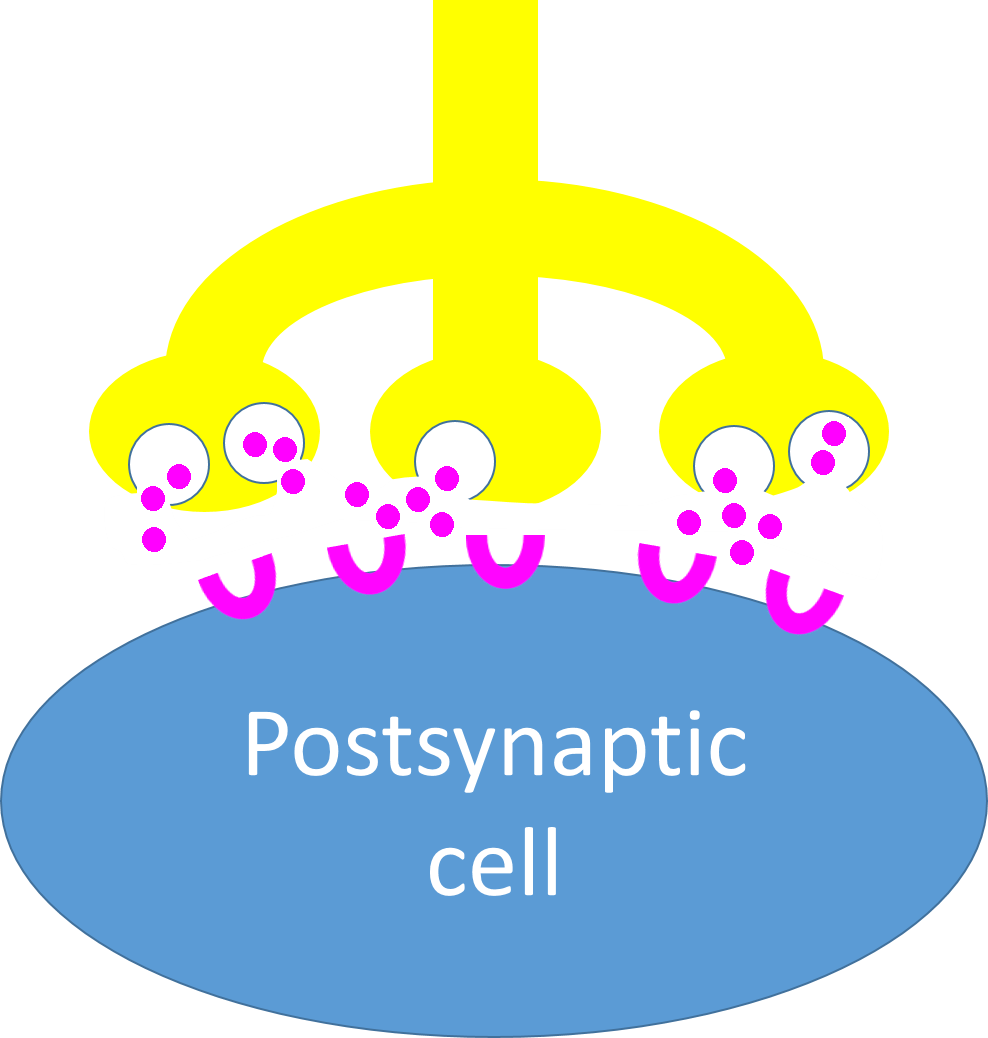 image of the same synapse, but now the neurotransmitter molecules have been released and are bouncing around in the gap between the synaptic boutons and the postsynaptic cell. The gap is labeled synaptic gap.