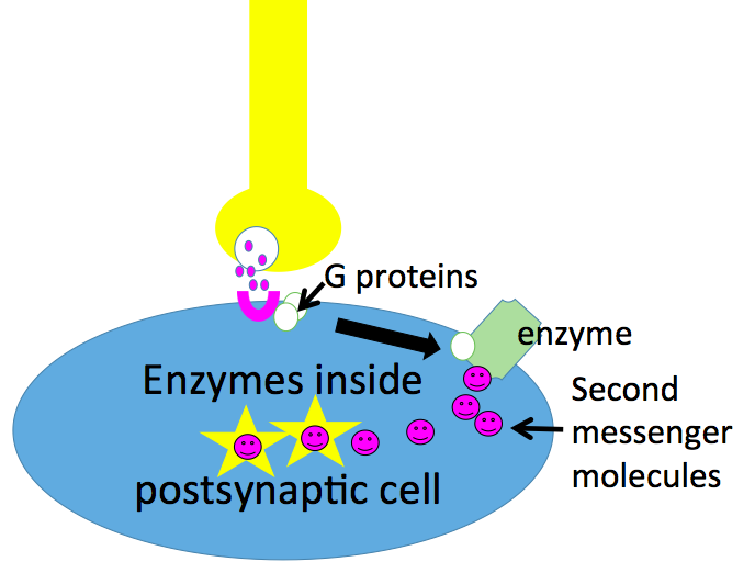three panels. In the first, a neurotransmitter has attached to the receptor and one of the G-proteins has begun to move toward the enzyme; in the second, the G-protein has reached the enzyme and made it create second messenger molecules. In the third, the second messenger molecules have diffused down into the cell and activated intracellular enzymes.