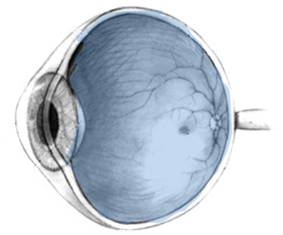 lateral view of eye with posterior area colored