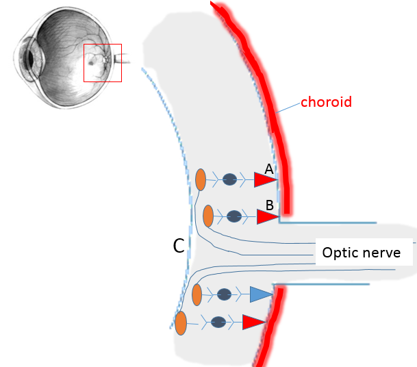 section through retina with a letter C indicating where the axons enter the optic nerve
