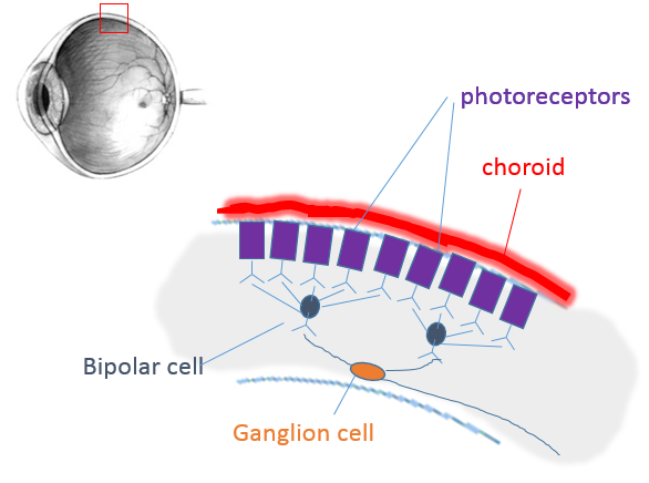 section through upper side of retina with several purple rod-shaped cells, each group of them attached to one bipolar cell and both bipolar cells attached to one ganglion cell.