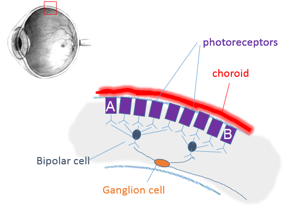 section through upper side of retina with several purple rod-shaped cells, each group of them attached to one bipolar cell and both bipolar cells attached to one ganglion cell. One on the left is labeled A and one on the right is labeled B.