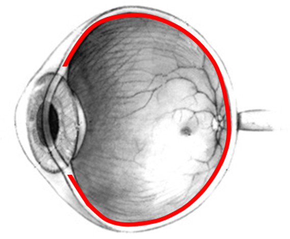 lateral view of eye with red layer at back of posterior chamber
