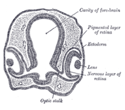 frontal section of chick brain and eyes
