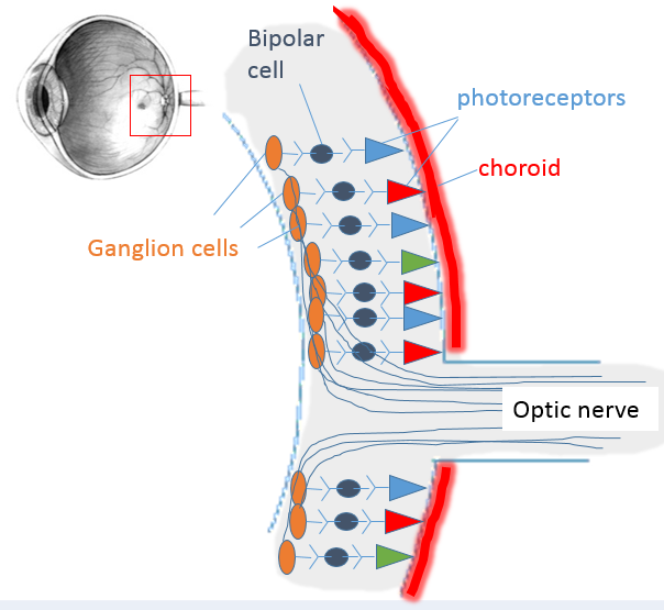 section through retina showing retinal cells and axons leaving the back of the eye via the optic nerve, with bipolar and ganglion cells labeled.